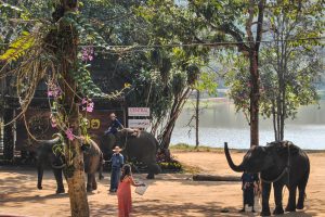Elephant Chiang Mai