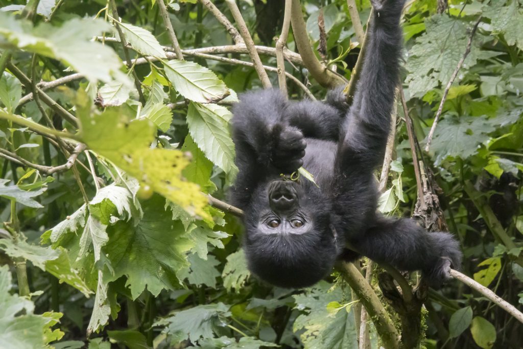 Baby gorilla handing upside down on branch in tree of Bwindi Impenetrable Forest National Park Uganda Africa.