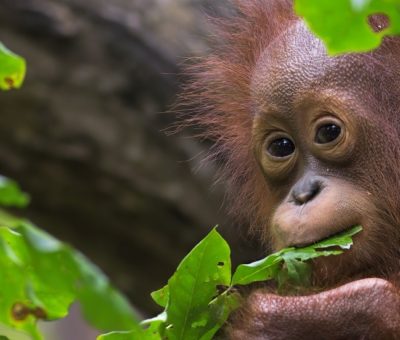 Sarawak-orangutan-and-Iban-1440x552