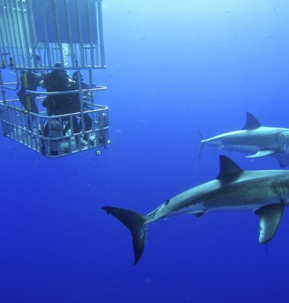 great white shark