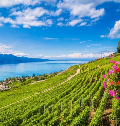 Cruise French Countryside with a Master of Wine