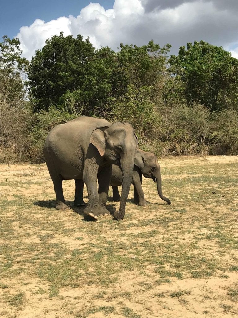 Sri Lanka Safari Day
