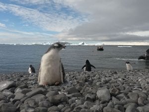 Awe Inspiring Antarctica Cruise