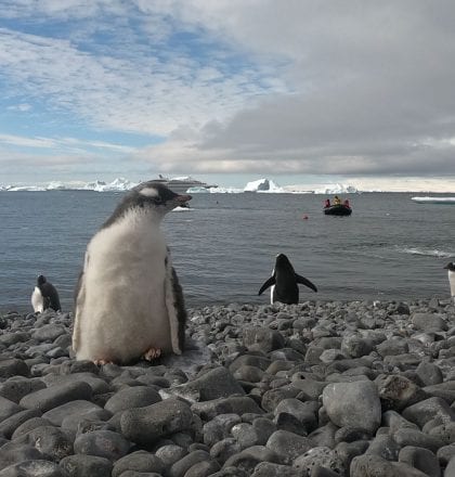 Awe Inspiring Antarctica Cruise