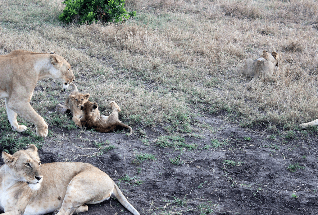 Game Drive with An Animal Whisperer