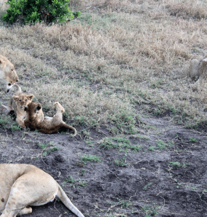 Game Drive with An Animal Whisperer