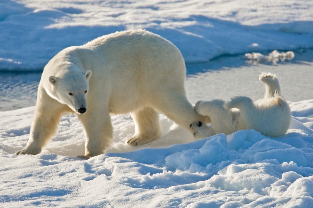 Explore The Arctic
