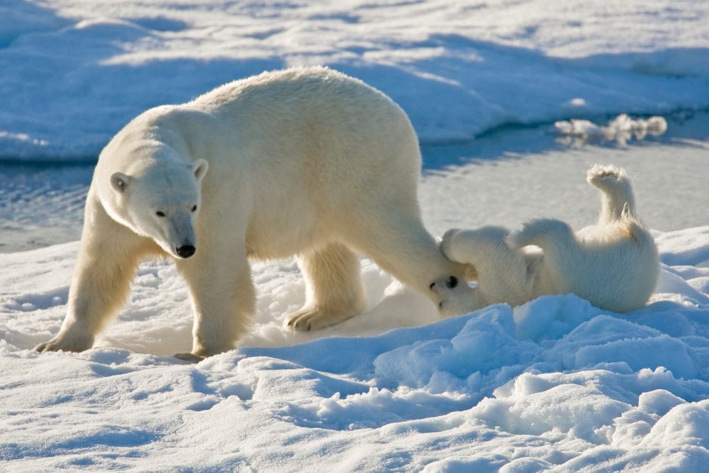 Explore The Arctic