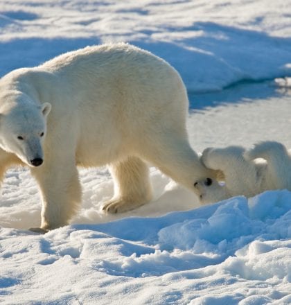 Explore The Arctic