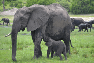 Elephant Encounter