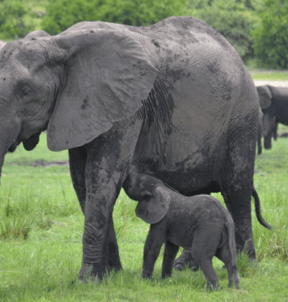 Elephant Encounter
