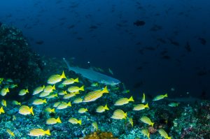 Welcome to Paradise - Cocos Islands