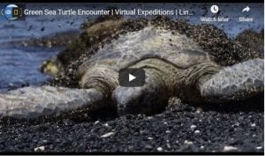 Green Sea Turtle Encounter