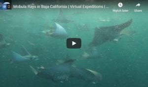 Mobula Rays In Baja California
