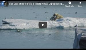 Polar Bear Steals A Meal