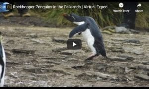 Rockhopper Penguins In The Falklands