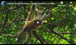 Spider Monkeys