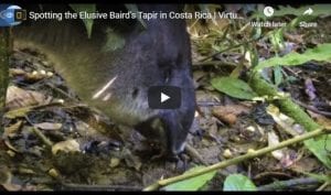 Spotting Tapirs In Costa Rica