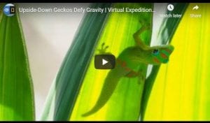 Upside Down Geckos Defy Gravity