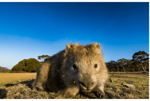 Maria Island - Tassie's Best Kept Secret