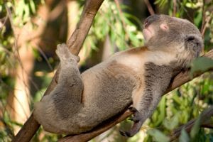 Wildlife Safari's Right Here In Australia